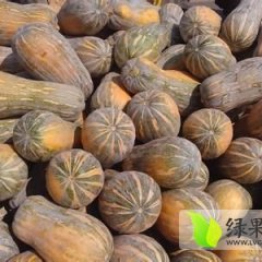 湖北嘉鱼&#8203;5月下旬至10月供应蜜本南瓜
