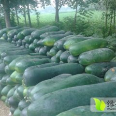 湖北嘉鱼子弹头黑皮冬瓜5月上市