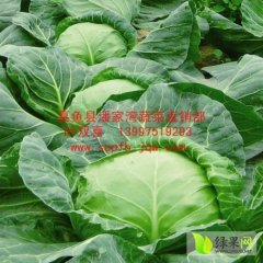 湖北嘉鱼球茎甘蓝：潘家湾叶双喜
