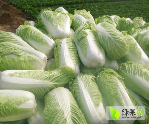 2014年湖北嘉鱼青杂三号价格