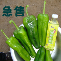 江苏东台301辣椒：许河岔万思成