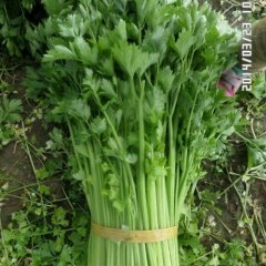 江苏铜山皇妃芹菜价格行情走势偏