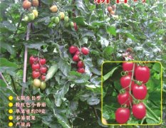 广西西乡塘新禧2号番茄种子：科园大黄斌