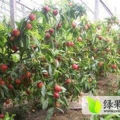 山东平邑县地方油桃基地2000余亩 四月中旬成熟