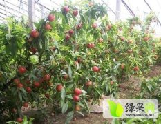 山东平邑县地方油桃基地2000余亩 四月中旬成熟
