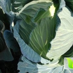 湖北潘家湾王明明 平包量大质优