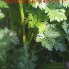 陕西泾阳绿恒源大棚美国西芹上市了