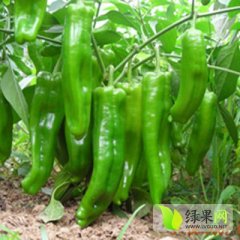 东台大果168青椒：三仓镇徐统华