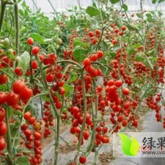 山东莘县供应大量优质千禧圣女果