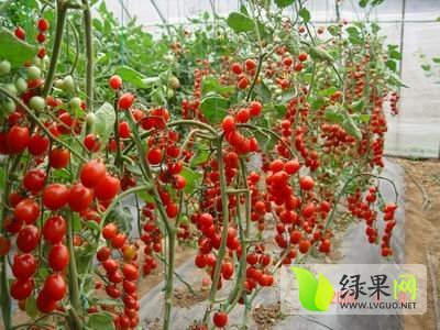 2014年山东莘县千禧 蜜桃价格
