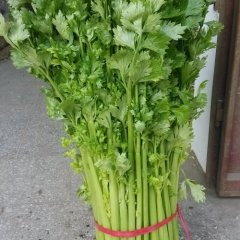 河南夏邑美国西芹：郭庄郭团辉