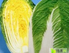 河南新野上万亩韩国黄心白菜供应
