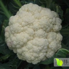 山东郯城菜花：红花乡岳崇潮