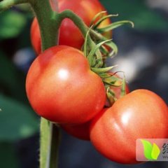 山东郯城西红柿：红花乡岳崇潮