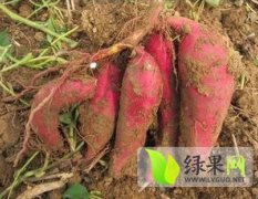河南舞阳商薯19红薯苗：九街乡魏先生