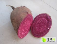 河南舞阳供应大量紫薯苗 欢迎咨询