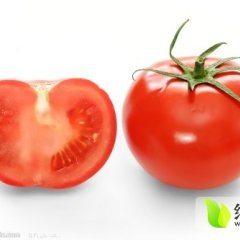 山东莘县硬粉西红柿正在上市中