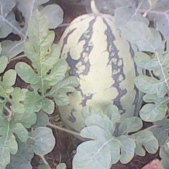 永州回龙圩管理区供西瓜嫁接苗