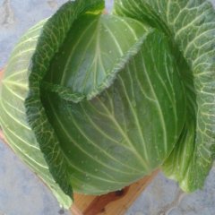 湖北钟祥（东祥甘蓝）颜色翠绿