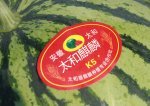 安徽太和麒麟西瓜：阮桥镇孟先生12号上市