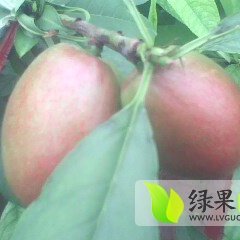 大量中油五油桃上市七元左右