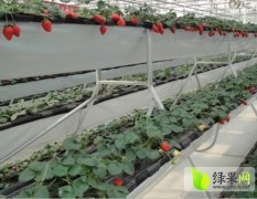 河北藁城草莓种植槽 尺寸可按要求生产