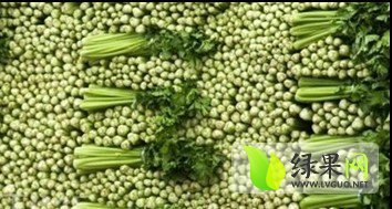 2014年河北永年皇妃芹菜价格