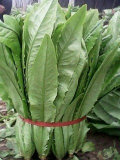 2014年河北永年无斑油麦菜价格