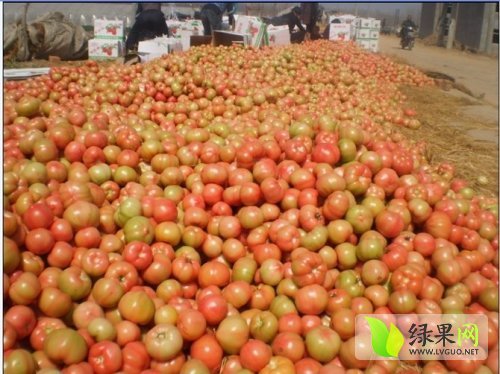 2014年江苏沭阳欧冠价格