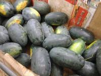 广西江洲黑美人：驮卢镇卢耀明