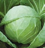 江苏沛县甘蓝、松花菜：张李庄韩方沛