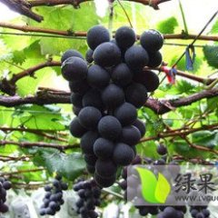 山东莱西大棚巨峰葡萄