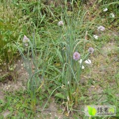 吉林双阳区齐家镇小根蒜：婆婆丁联系人赵玉忠