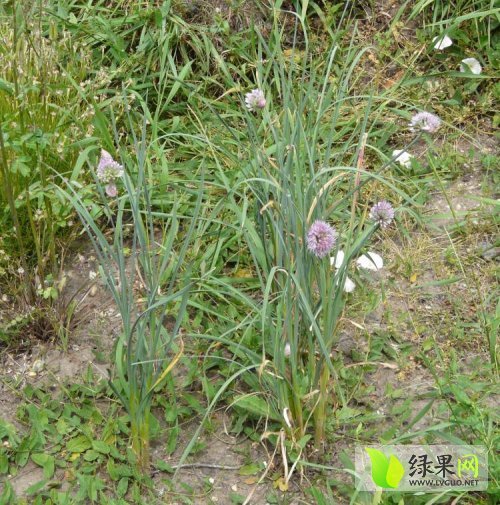 2014年吉林双阳小根蒜价格