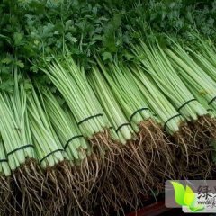 山东东昌府供应皇妃芹菜 根据客户要求加工