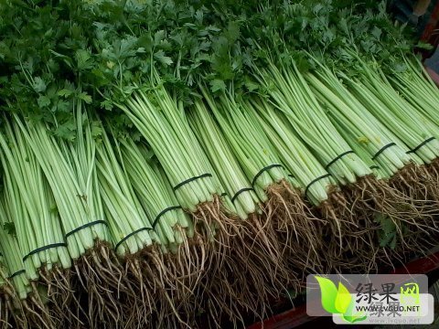 2014年山东东昌府皇妃芹菜价格