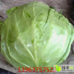 山东金乡8398甘蓝大量上市