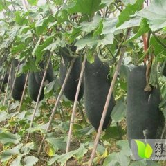 1块钱预订海南黑皮冬瓜4月底上市