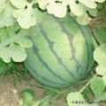 山东费县万亩京欣西瓜4月中旬上市