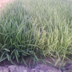 衡水市北善旺许二刚：台韭，汉中