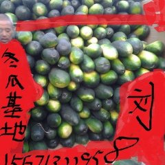 湖北宜城黑皮炮弹冬瓜：宜城王华