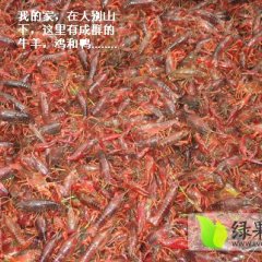 湖北黄冈蕲春小龙虾大别山特产