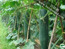 海南供应黑优大冬瓜