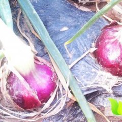 四川西昌紫皮洋葱 价格稳定在0.2