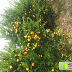 广西柳城南丰蜜桔：东泉镇冯道保