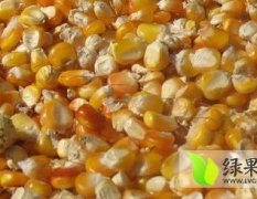 天惠养殖现金收购玉米小麦大豆高粱