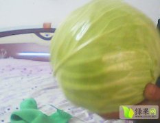 湖北嘉鱼有大量包菜.白菜供应