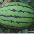山东昌乐京欣西瓜四月中旬上市