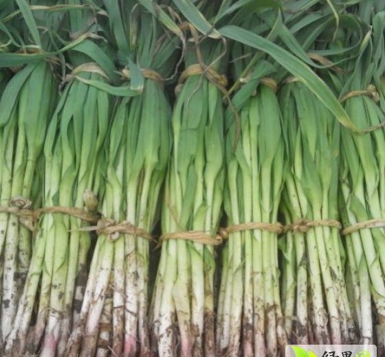2014年山东岱岳大叶菠菜价格