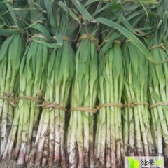 山东岱岳大叶菠菜大量集中上市